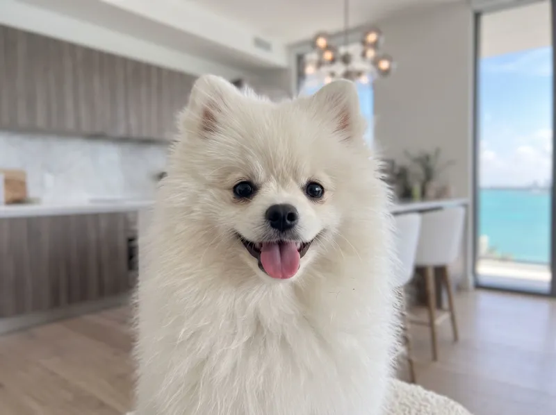 Bowie the white Pomeranian
